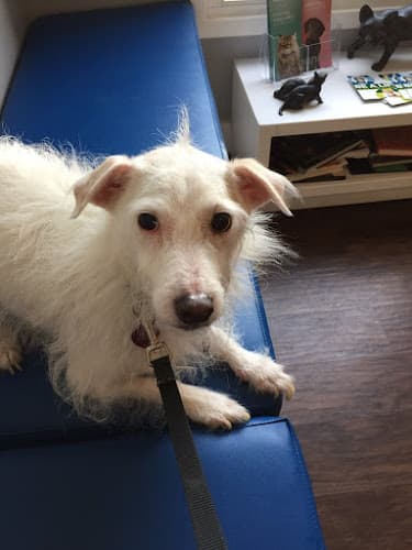 Pet boarding service Petsadena Animal Hospital Pasadena