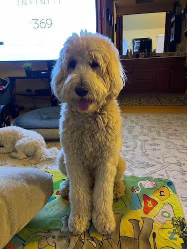 Pet boarding service PetSmart Fullerton