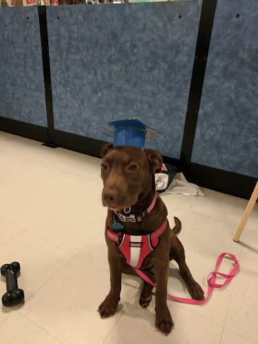 Pet boarding service PetSmart Sacramento