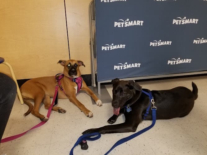 Pet boarding service PetSmart Ventura