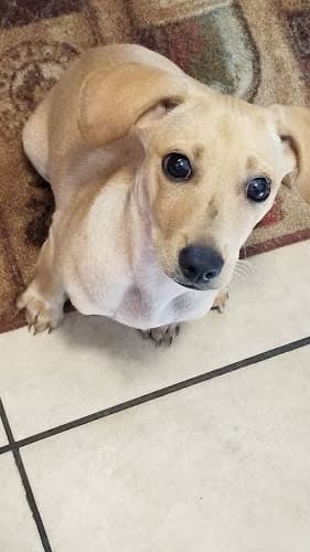 Pet boarding service Petvet Petfood Oakland
