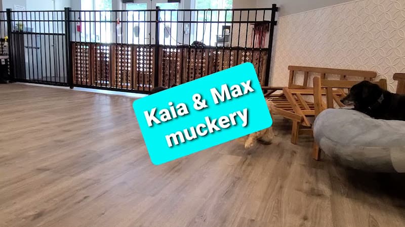 Pet boarding service Pickles Playland Kirkland