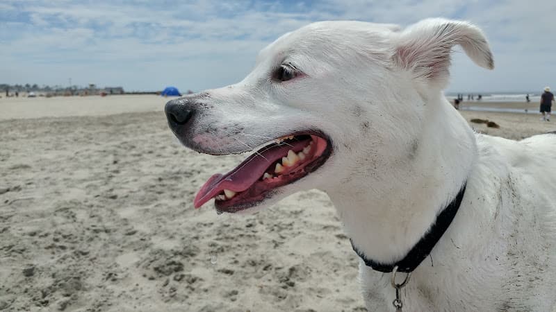 Pet boarding service Point Loma Veterinary Clinic San Diego