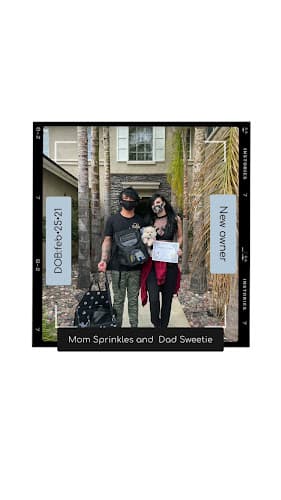 Pet boarding service Pomeranian Friends Corona