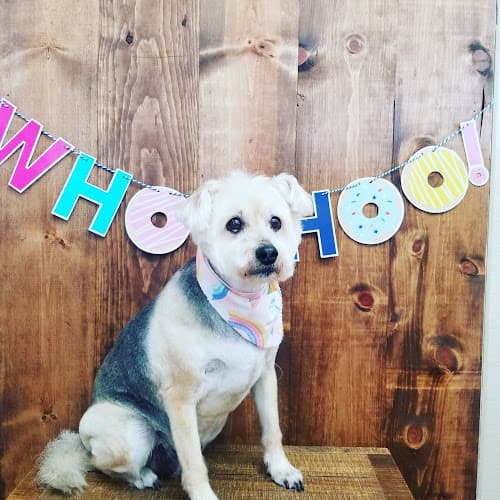 Pet boarding service Pooches Parlor Bakersfield