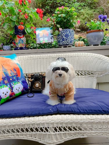 Pet boarding service Posh Puppy Boutique Roseville