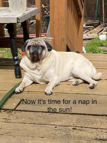 Pet boarding service Powell Veterinary Center Portland