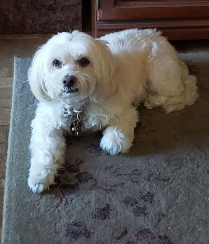 Pet boarding service Precious Paws Oxnard