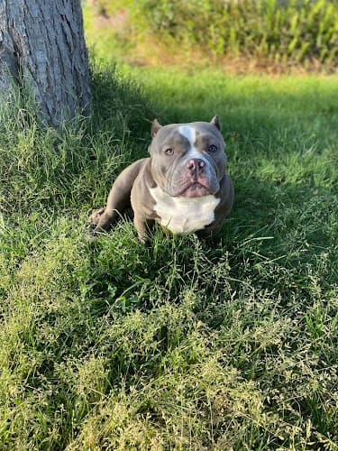 Pet boarding service Precision Reproductive Resources Hesperia