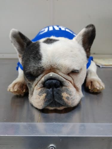 Pet boarding service Preserved Pets Moreno Valley