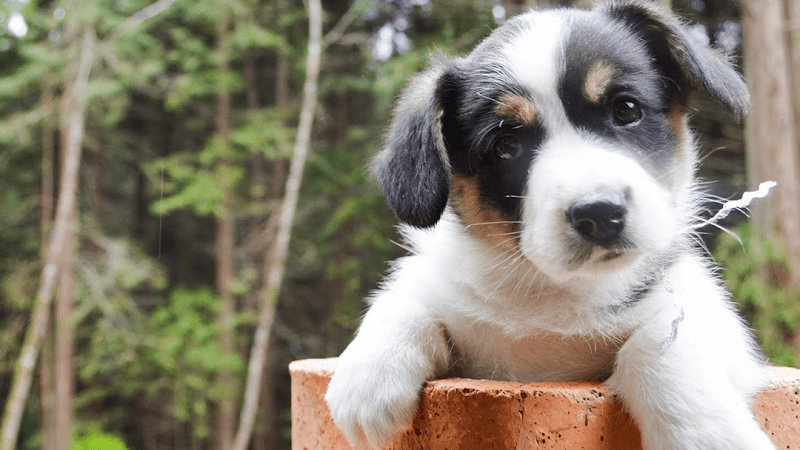 Pet boarding service Presidio Way Veterinary Hospital San Francisco