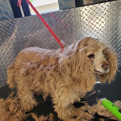 Pet boarding service Pretty paws mobile spa Huntington Beach