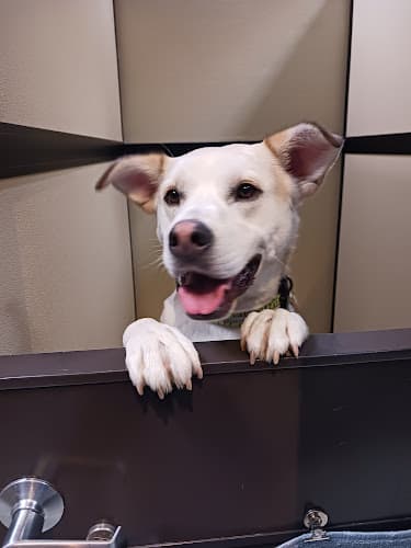 Pet boarding service Priceless Pet Rescue Costa Mesa