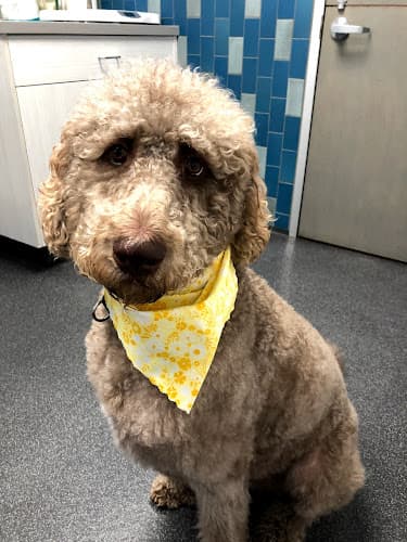 Pet boarding service Providence Veterinary Hospital Oakland