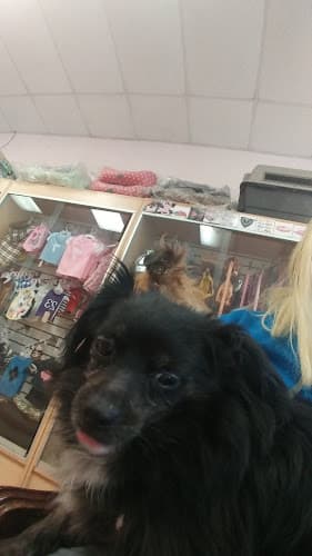 Pet boarding service Puppy Land Los Angeles