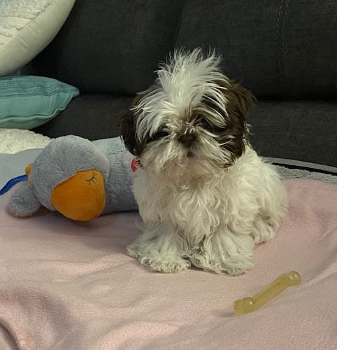 Pet boarding service Puppy Love Mobile Pet Spa Santa Rosa