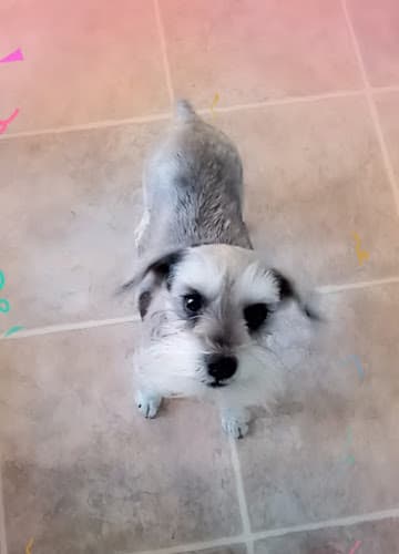 Pet boarding service Puppy Pad Styles Spokane