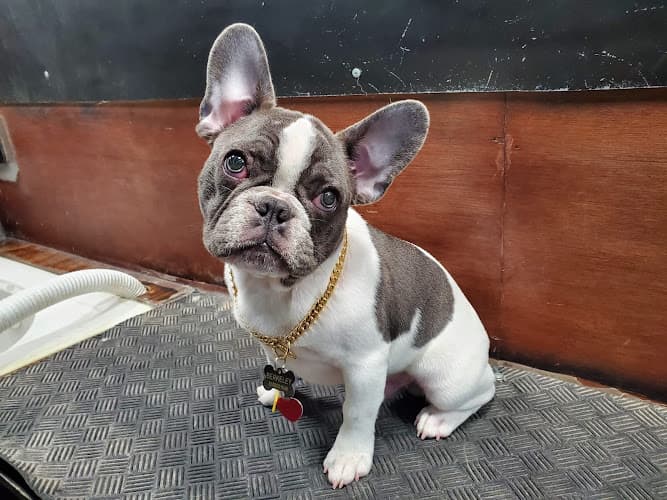 Pet boarding service Puppy Pampers Grooming San Mateo