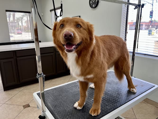 Pet boarding service Puppy Paws LLC Indio