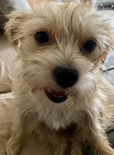 Pet boarding service Pupz N Palz Rescue Modesto