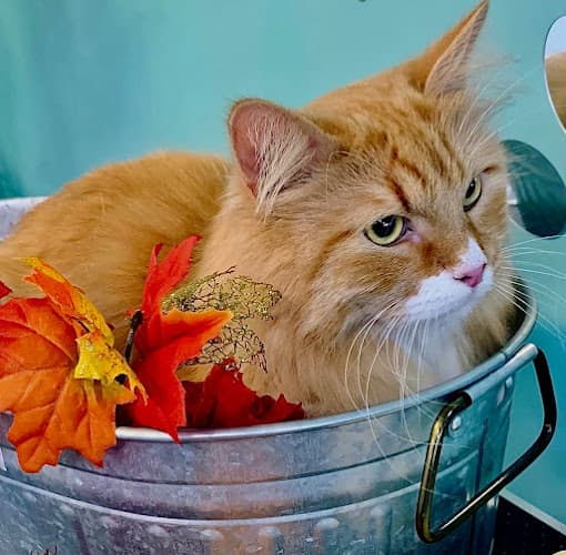 Pet boarding service PURRology SPaw and Retreat El Cajon