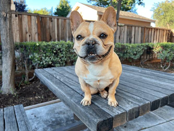 Pet boarding service Rabbiosi’s French Bulldogs San Jose