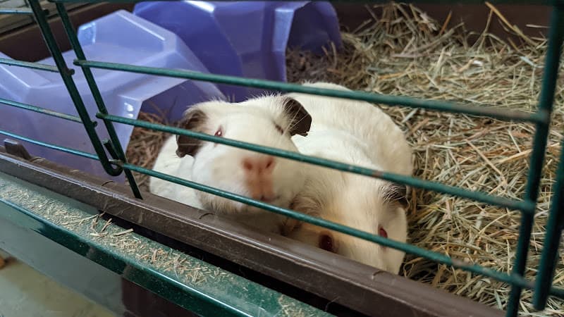 Pet boarding service RabbitEARS Oakland