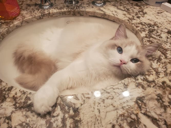 Pet boarding service Ragdoll Kittens by Ragmeister Ragdolls San Diego