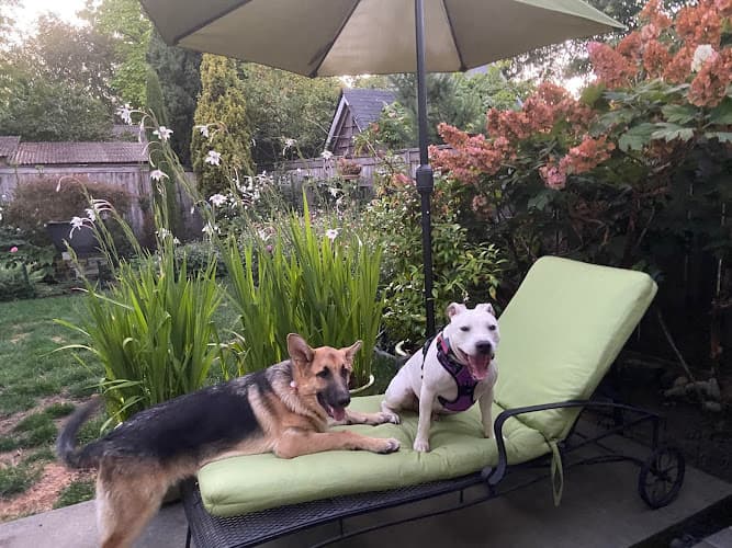 Pet boarding service Rainier Veterinary Hospital Seattle