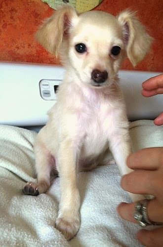 Pet boarding service Rancho Park Veterinary Clinic Los Angeles
