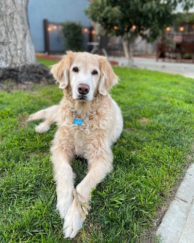Pet boarding service Restful Paws - In Home Pet Hospice and Euthanasia Concord
