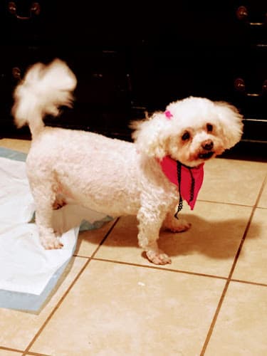 Pet boarding service Rialto Animal Control Rialto