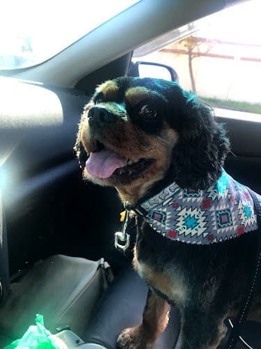 Pet boarding service Rivers Edge Pet Lodge Santa Maria