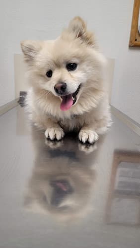 Pet boarding service Robert J Tisdale D.V.M., Inc., Mission Veterinary Center Fremont