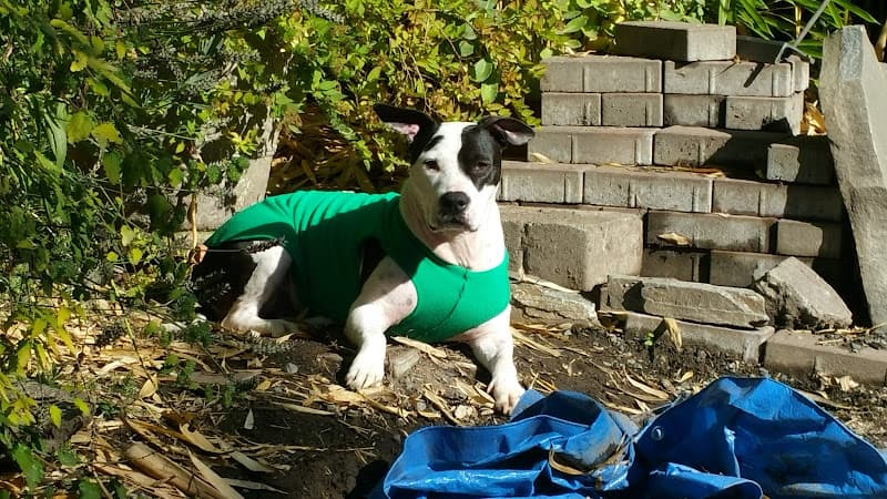 Pet boarding service Rocket Dog Care Seattle