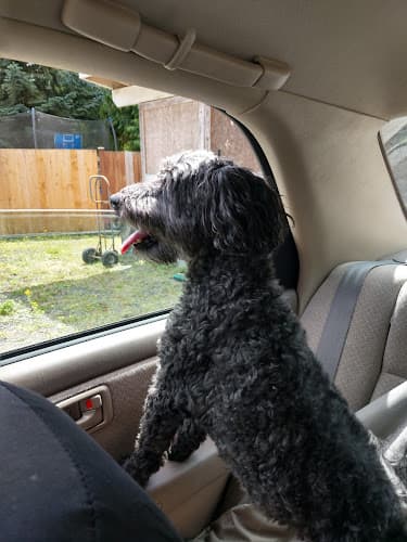 Pet boarding service Roscoe's Ranch Seattle