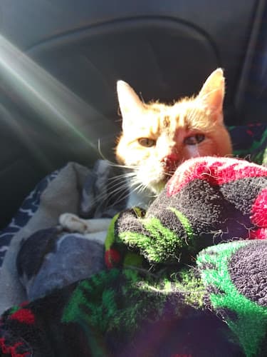 Pet boarding service Roseville City Animal Service Roseville