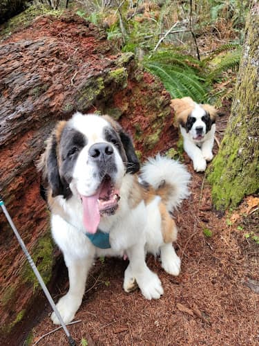 Pet boarding service Roxy’s Dog Ranch and Lounge Vancouver