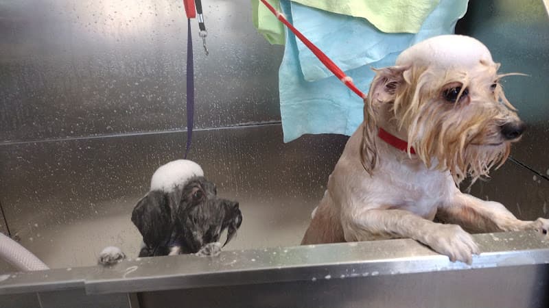Pet boarding service Ruby's Pawrlor Anaheim