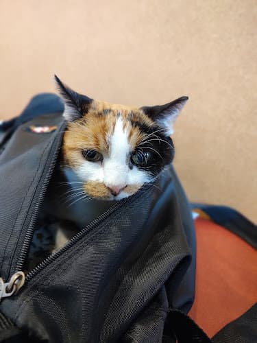 Pet boarding service SAGE Veterinary Centers San Francisco