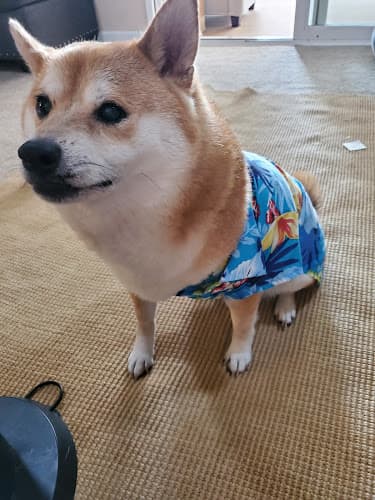 Pet boarding service Sailor & Friends Pet Supply Ventura