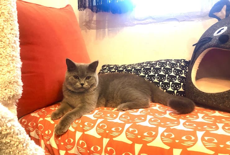 Pet boarding service san diego cat bnb San Diego