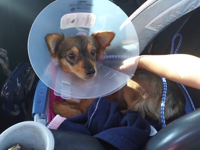 Pet boarding service San Diego Humane Society San Diego