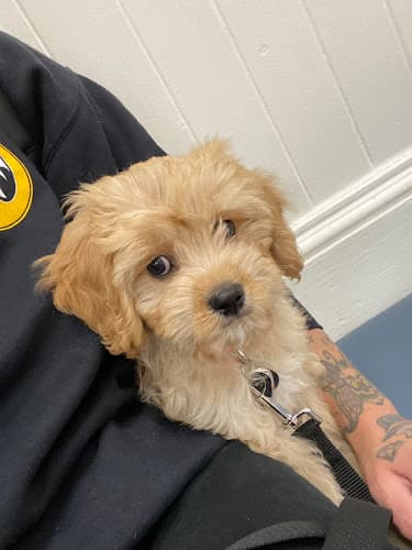 Pet boarding service San Francisco Pet Hospital San Francisco