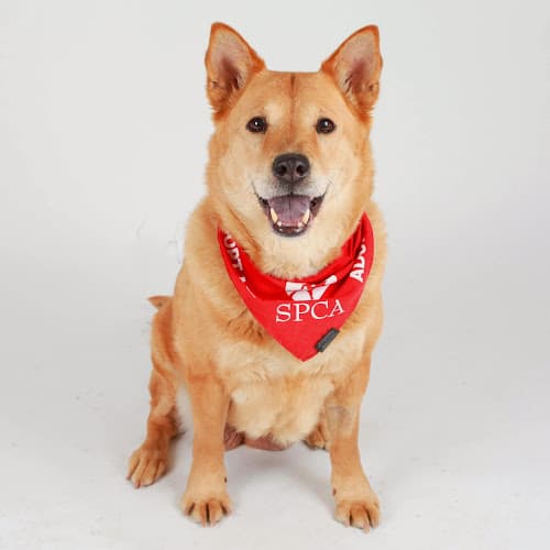 Pet boarding service San Francisco SPCA Adoption Center San Francisco