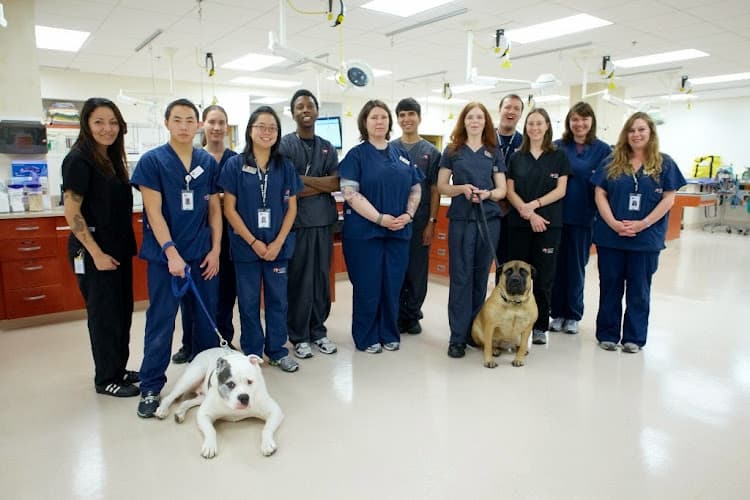 Pet boarding service San Francisco SPCA Veterinary Hospital San Francisco