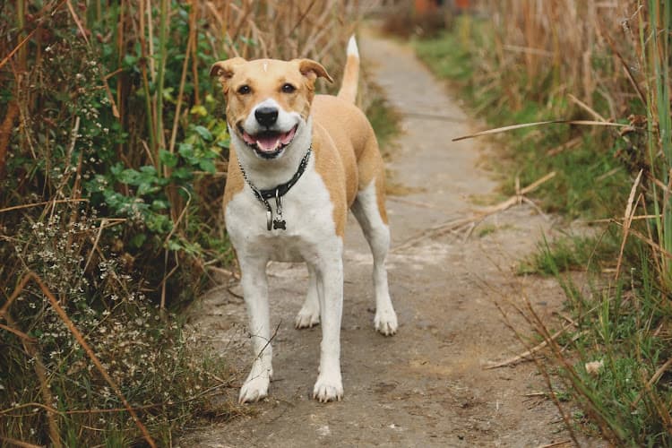 Pet boarding service San Marcos Veterinary Clinic San Marcos