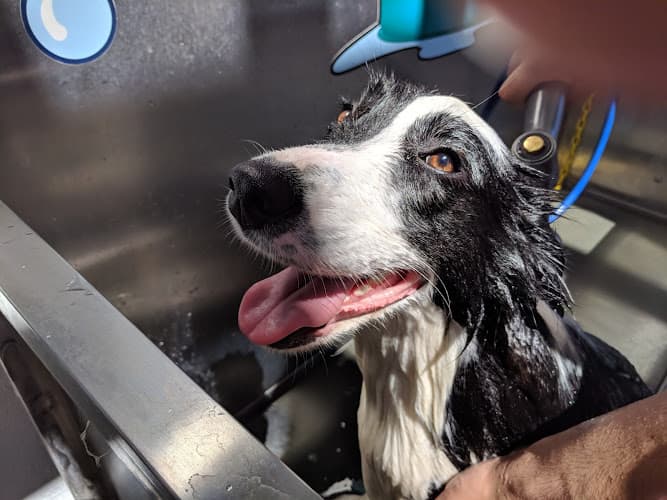 Pet boarding service Sandy Paws Dog Wash Huntington Beach