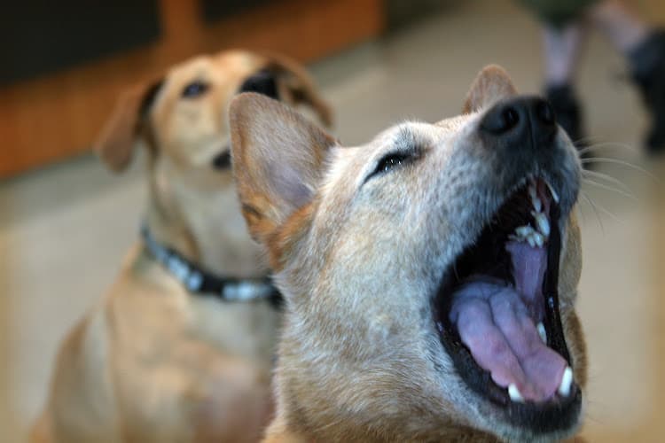 Pet boarding service Santa Monica Pet Medical Center Santa Monica