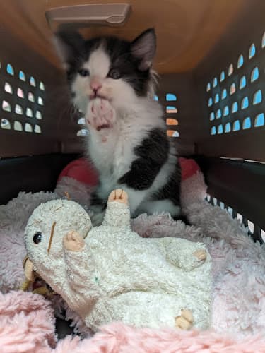 Pet boarding service Santa Monica Veterinary Group Santa Monica